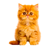 Domestic Short Haired Cat  Generative Ai png