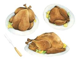 Set of Festive celebration roasted turkey for Thanksgiving Day or Christmas. Watercolor illustration vector