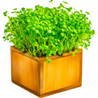 pot de fleur plante d'appartement ai génératif png