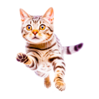 chaton Bengale chat ai génératif png