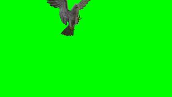 Aigle chrominance clé, Aigle en volant et attaquer vert écran animation, oiseau de Jupiter, faucon. faucon. erne, Aigle isolé video