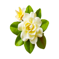 vit jasmin blomma bra freagrance ai generativ png