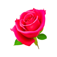 jardín Rosa clipart ai generativo png