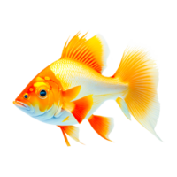 Common goldfish ai generative png