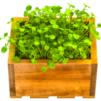 herbe pot de fleur rectangle ai génératif png