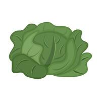 Green white cabbage. Vegetable grown on the farm. Useful food. Flat vector illustration.