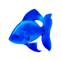 Coral reef fish ai generative png