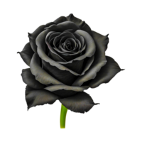 hermosa negro Rosa ai generativo png