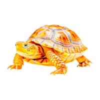 sulcata tartaruga ai generativo png