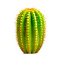 baril cactus ai génératif png