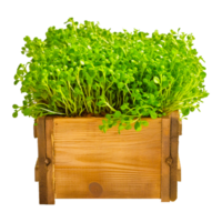 Herb Garden cress Chives Sprouting Dill ai generative png