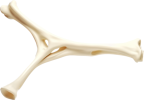 Bone png with AI generated.