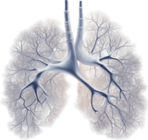 Lung png with AI generated.