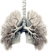 Lung png with AI generated.