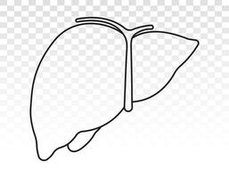 Human liver anatomy line art icon for apps and websites vector