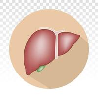 Human liver anatomy flat colours icon for apps and websites vector