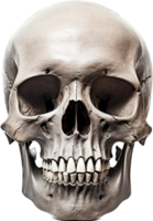 Skull png with AI generated.
