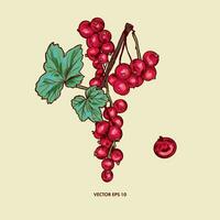 Red currant berry, currant twig and green leaves. Berry vector illustration. Design element for wrapping paper, textiles, covers, cards, invitations.