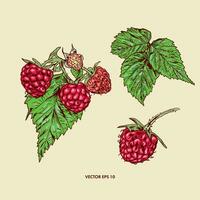 Red raspberry, raspberry sprig and green leaves. Berry vector illustration. Design element for wrapping paper, textiles, covers, cards, invitations.