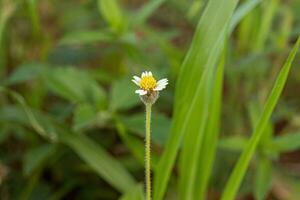 flor de la margarita de tridax foto