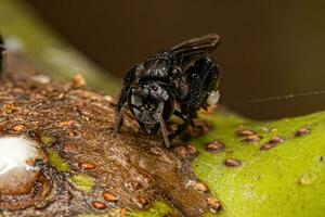 Adult Stingless Bee photo