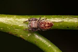 Small Jumping Spider photo