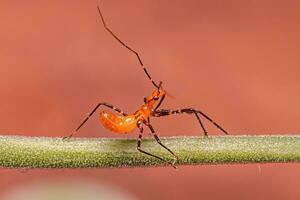 Assassin Bug Nymph photo