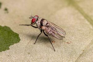 Adult Muscoid Fly photo