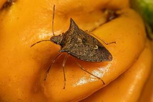 Adult Stink Bug photo