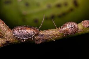 Stink bug Nymph photo