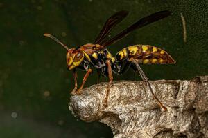 Variegated Paper Wasp photo