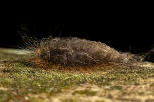 New World Flannel Moth Caterpillar photo