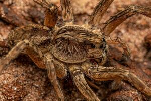 pequeña araña lobo foto