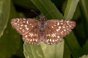 Adult Orcus Checkered-Skipper Moth photo