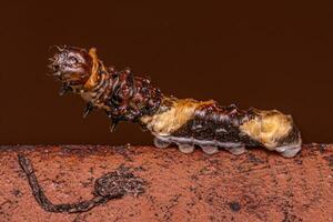 oruga cola de golondrina gigante del nuevo mundo foto