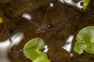 Striped Pond Skater Insect photo