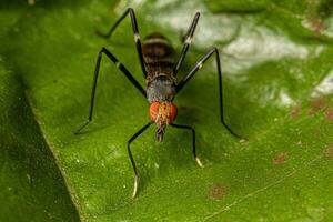 mosca adulta zancuda foto