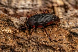 Adult Comb-clawed Darkling Beetle photo