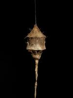 Longspinneret Spider Egg Case photo