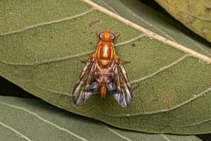 mosca de la fruta adulta foto