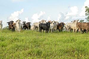 vacas en un pasto campo para vacas levantamiento en un granja foto