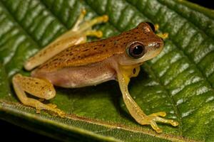 Small Yellow Tree Frog photo