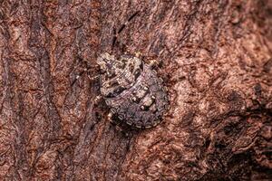 Stink bug Nymph photo