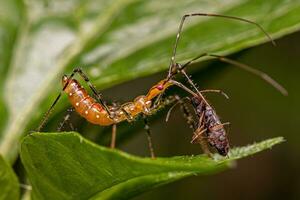 Assassin Bug Nymph photo