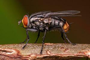 mosca de la carne adulta foto