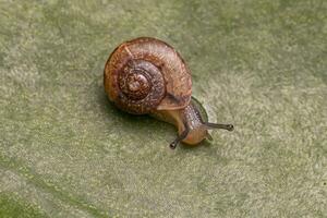 Asian Tramp Snail photo