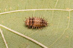 alimentación a escala dama escarabajo larva foto