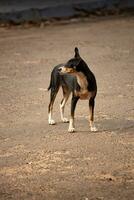 animal mammal dog abandoned photo