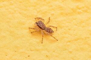 Small Gray Wall Jumping Spider photo