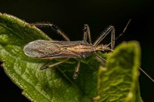 Adult Assassin Bug photo